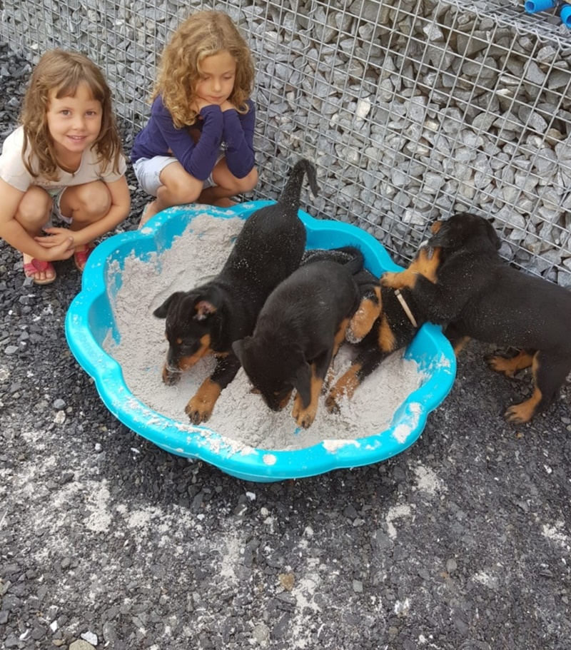 beauceron welpe, welpen, welpen kinder