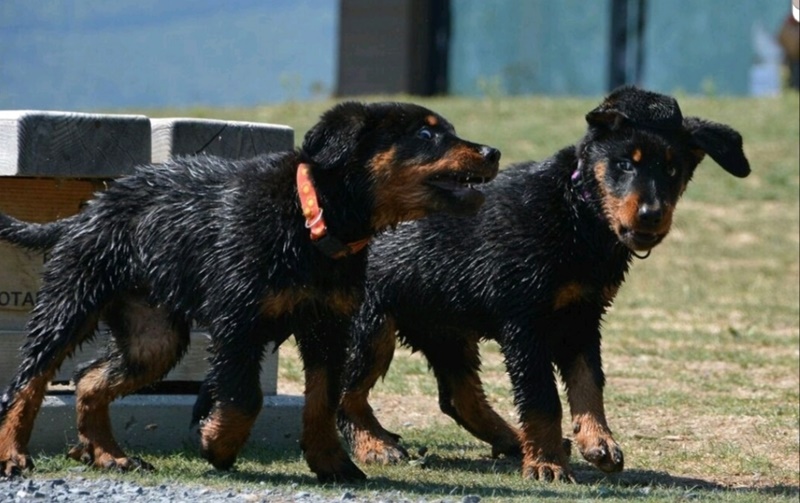 beauceronwelpen, beauceron welpe, welpen spielen filou royal