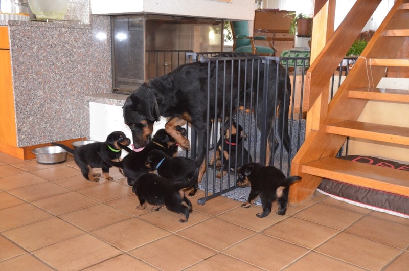 beauceron-welpen, welpen, bosseron, wurf filou royal