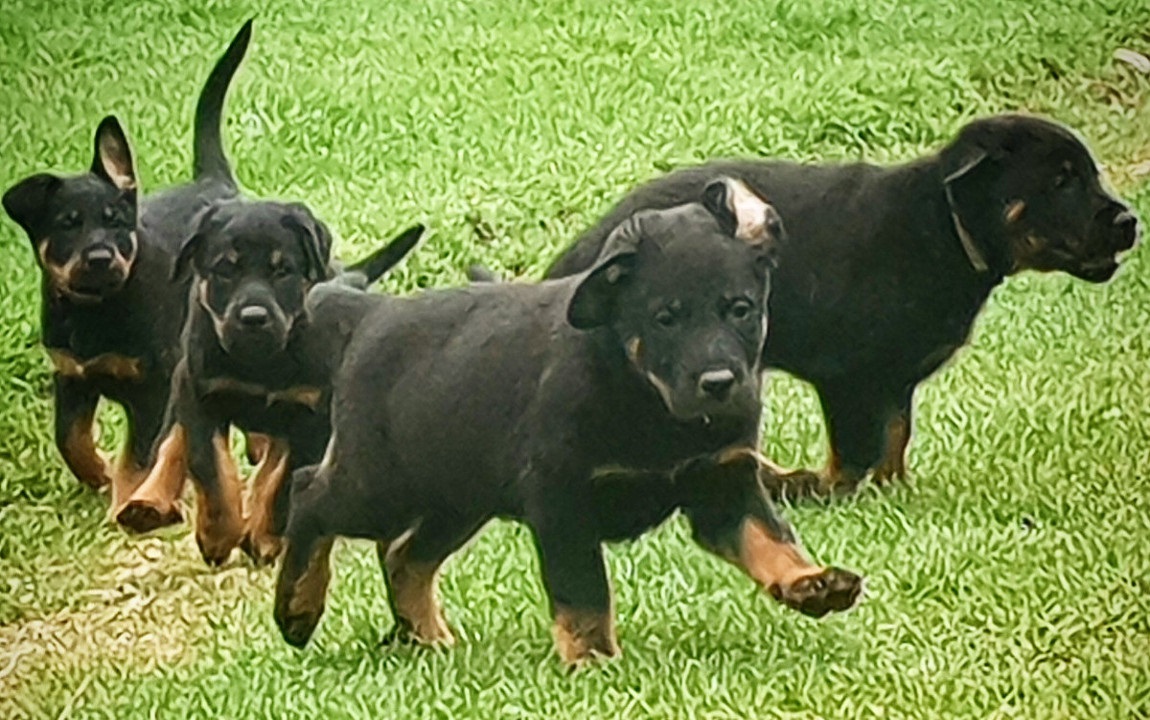 beauceron suisse welpen boseron